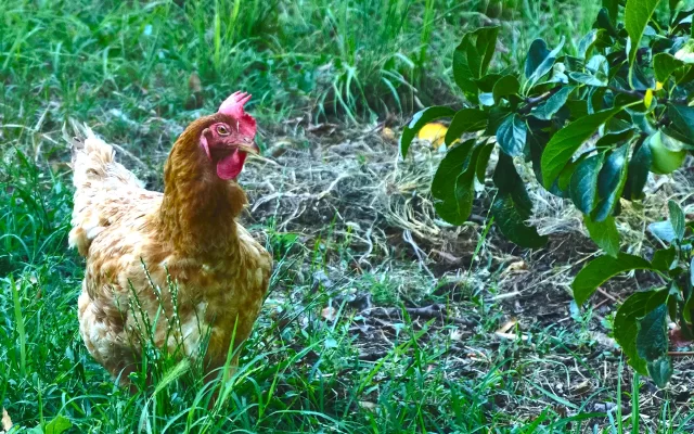 gallo frutta verdura vasetti mantova qualità