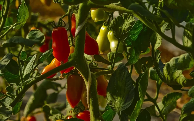 salute frutta verdura vasetti mantova qualità