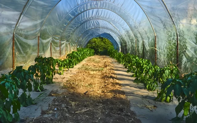 serra verdura vasetti mantova qualità