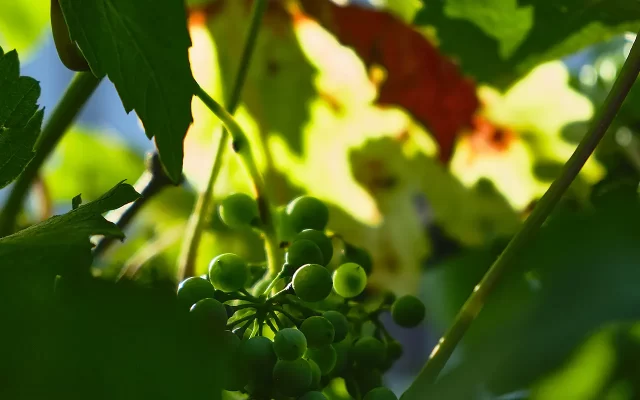 uva frutta verdura vasetti mantova qualità