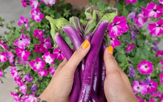 zucchine frutta verdura vasetti mantova qualità